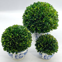 Load image into Gallery viewer, Boxwood Ball Topiary in Round Bulb Blue & White Ceramic Pot: Small