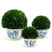 Load image into Gallery viewer, Boxwood Ball Topiary in Round Bulb Blue & White Ceramic Pot: Small