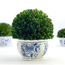 Load image into Gallery viewer, Boxwood Ball Topiary in Round Bulb Blue &amp; White Ceramic Pot: Small
