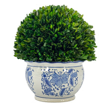 Load image into Gallery viewer, Boxwood Ball Topiary in Round Bulb Blue &amp; White Ceramic Pot: Small
